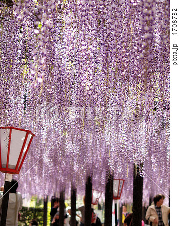 見事な長藤 4708732