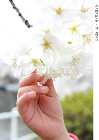 さくらさわりたい。 さくらさわりたい。 4708825