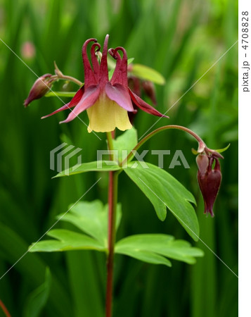 オダマキ オダマキ 4708828