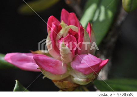 シャクナゲ 蕾 シャクナゲ 蕾 4708830