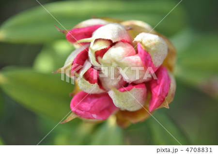 シャクナゲ 蕾 シャクナゲ 蕾 4708831