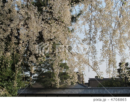 京都御所　近衛邸跡の糸桜 4708865