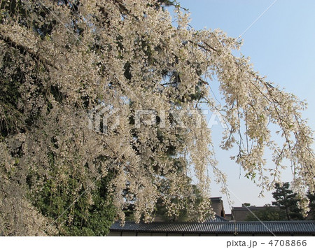 京都御所　近衛邸跡の糸桜 4708866