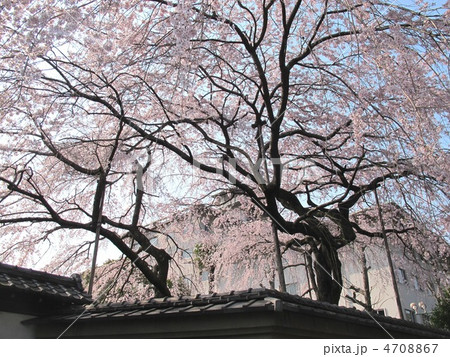 京都　旧有栖川宮邸の紅枝垂れ桜 4708867