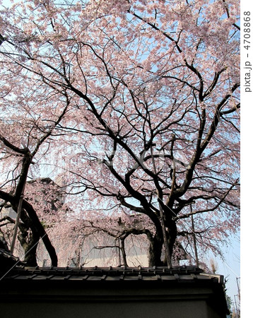 京都　旧有栖川宮邸の紅枝垂れ桜 4708868