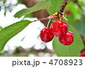 さくらんぼ10 4708923