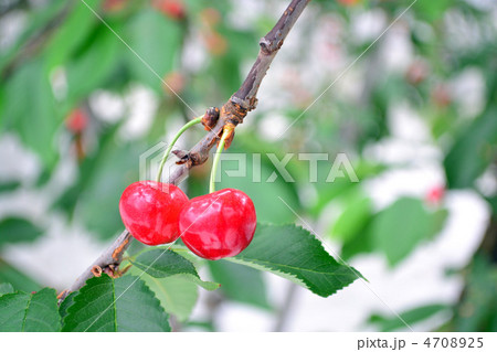 さくらんぼ12 4708925