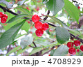 さくらんぼ16 4708929
