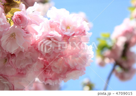 桜 桜 4709015