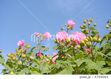 芙蓉 4709064