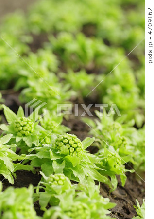 フキノトウ 4709162