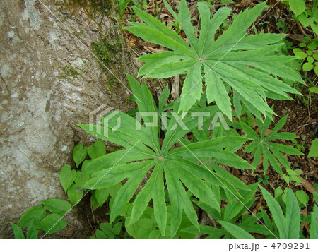 ヤブレガサ 4709291