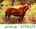 カナダの真夏の栗毛馬 4709329