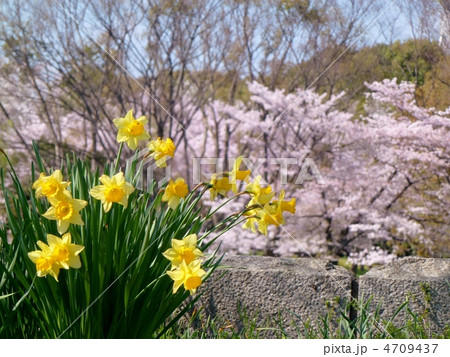 春の公園・スイセンとサクラ 春の公園・スイセンとサクラ 4709437