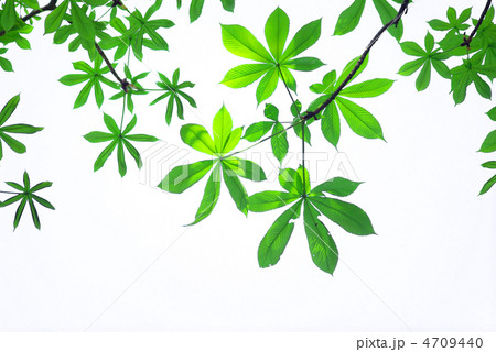 トチノキの葉 4709440