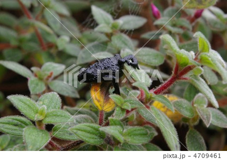 オリオフリネラ オリオフリネラ 4709461