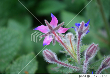 ポリジの花 4709478