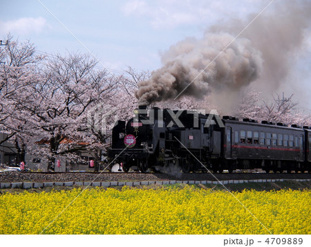 ＳＬと菜の花 4709889