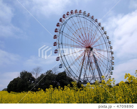 観覧車と菜の花 4709890