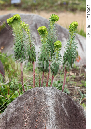 ユーフォルビア”ブルーワンダー” 4710005