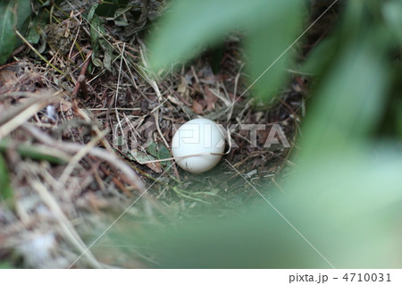 アヒルの卵 4710031