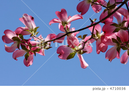 ハナミズキ ハナミズキ 4710036