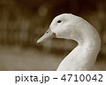 アヒル 4710042