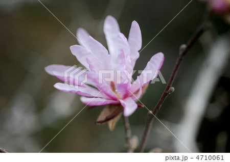 ヒメコブシの花 4710061