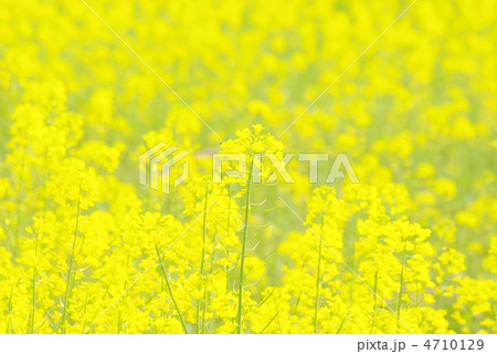 菜の花 菜の花 4710129