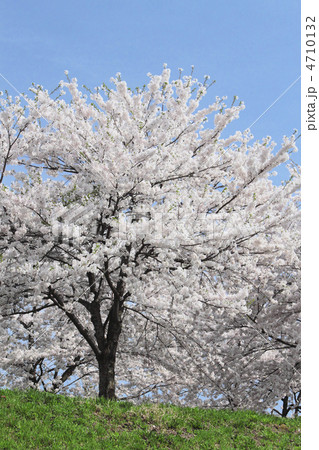 桧木内川堤の桜並木 4710132
