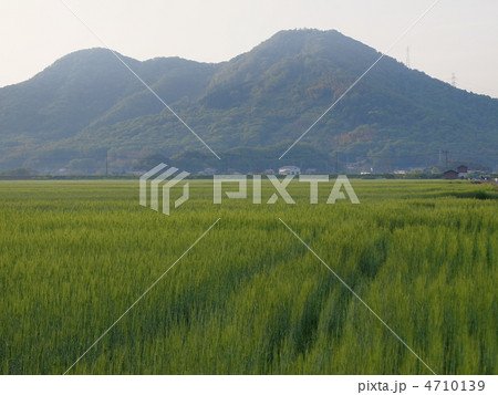 麦畑のある風景 麦畑のある風景 4710139