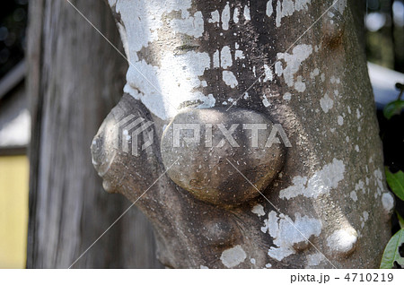 ユズリハの瘤 ユズリハの瘤 4710219