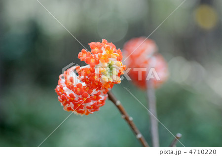 赤花三椏の花 赤花三椏の花 4710220