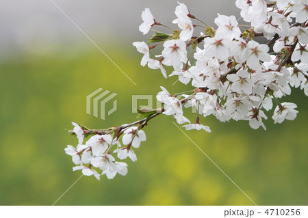 さくら さくら 4710256