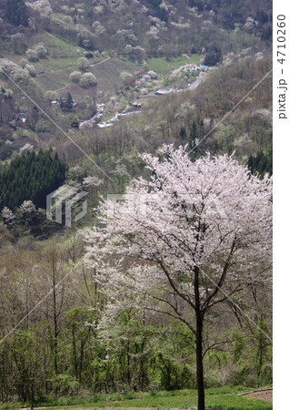 桜仙峡 桜仙峡 4710260