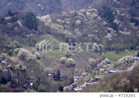 桜仙峡 桜仙峡 4710261