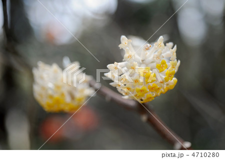 ミツマタの花 ミツマタの花 4710280