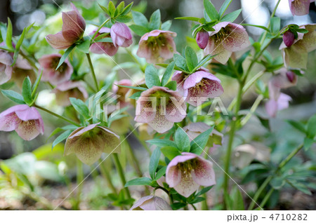 クリスマスローズの花 クリスマスローズの花 4710282