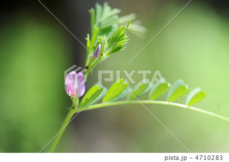 カラスノエンドウ カラスノエンドウ 4710283