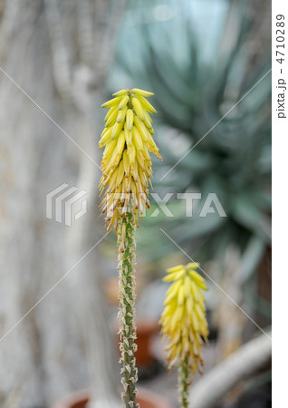 アロエベラの花 4710289