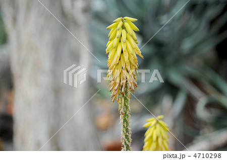 アロエベラの花 4710298