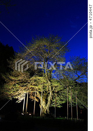 夜の荘川桜 4710447