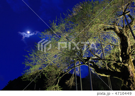 夜の荘川桜 夜の荘川桜 4710449