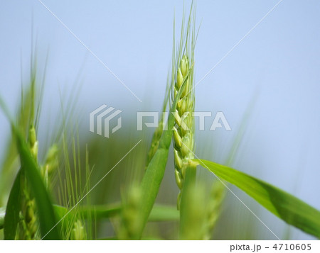 青い麦 4710605