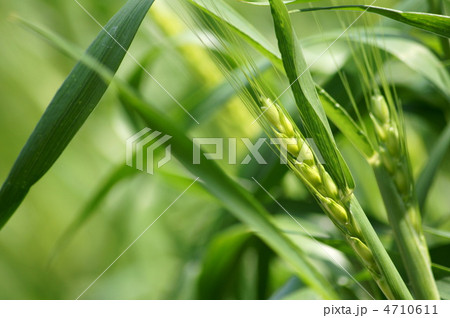 青い麦 4710611