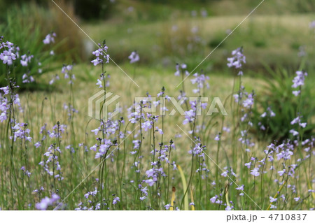 マツバウンラン 4710837