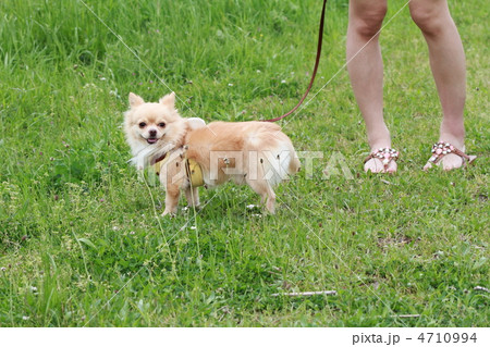 愛犬と散歩 4710994
