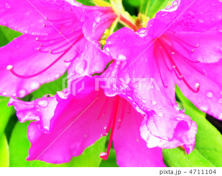 雨上がりのつつじ 4711104