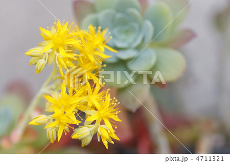 サボテンの黄色い花 4711321