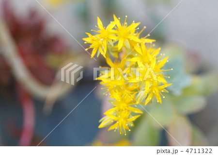 サボテンの黄色い花　　 4711322